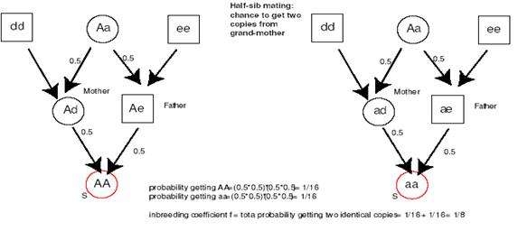 全同胞、半同胞關(guān)系認(rèn)定